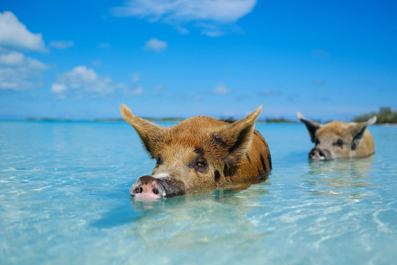 Pig Beach Exumas Pigs Swimming