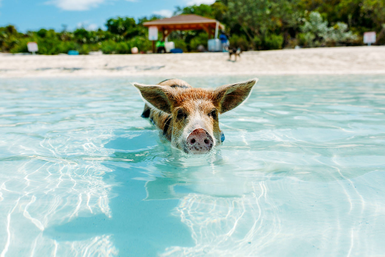 Pig swimming towards the camera in Bahamas, Pig Island.
