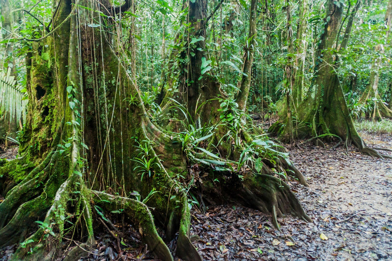 The Belize Rainforest Jungle
