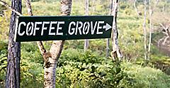 Coffee Grove in the Jungle of Belize