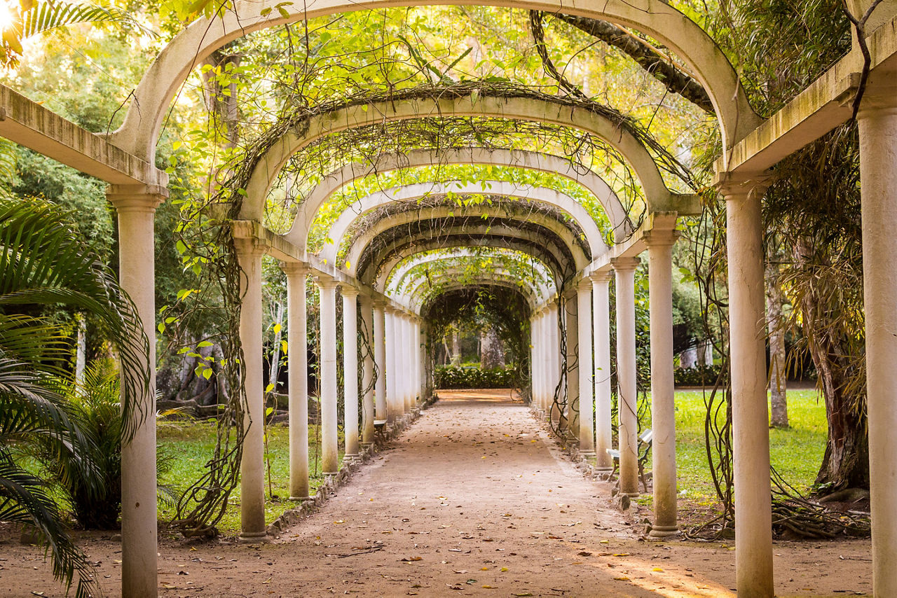 View of the parkway in the Rio de Janeiro botanical garden. Brazil