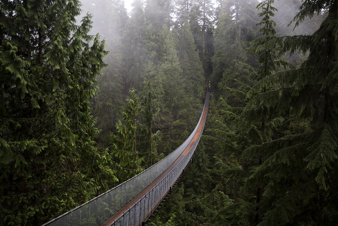 Capilano Suspension Bridge between forest  trees.. Vancouver.