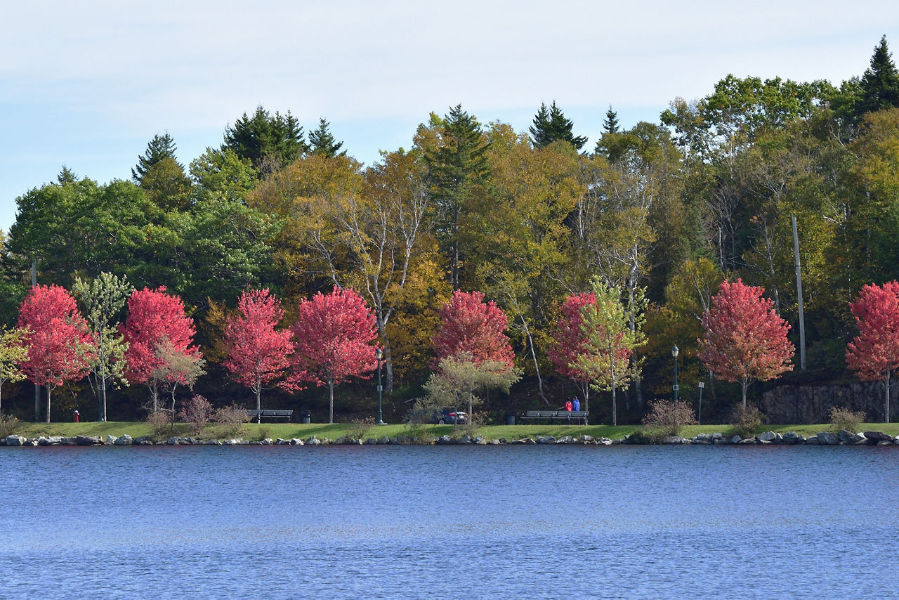 Saint John Canada Rockwood Park Maple Trees Fall