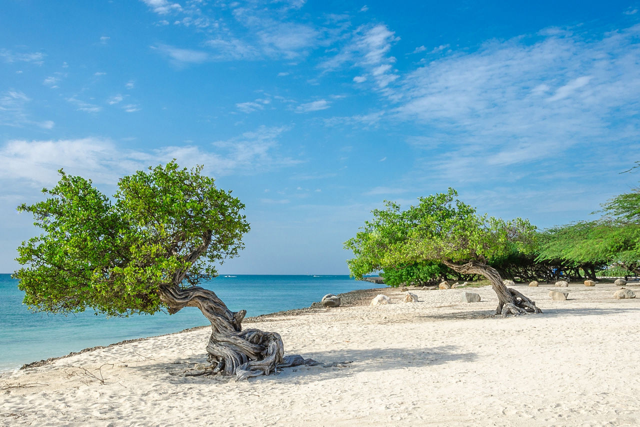 Aruba Beaches Famous Divi Trees