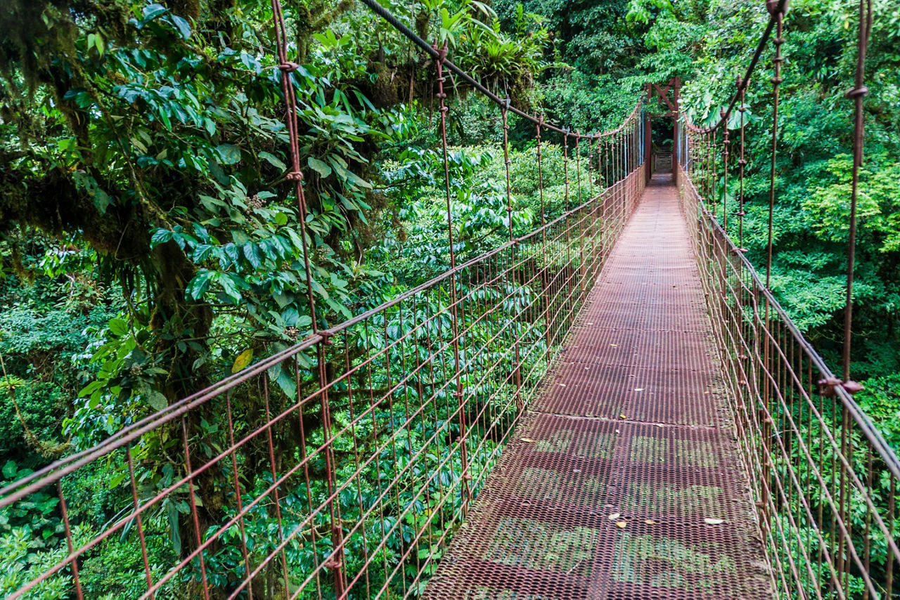 Costa Rica, Cloud Forest Suspension Bridge