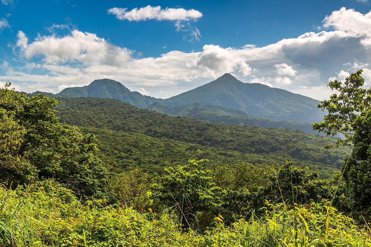 Dominican Republic Lush Tropical Rainforest