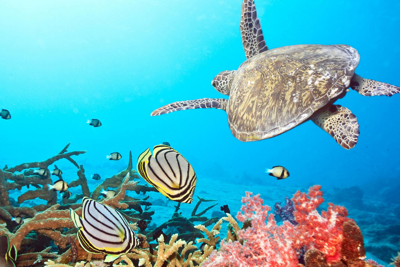 Underwater Landscape with Turtles