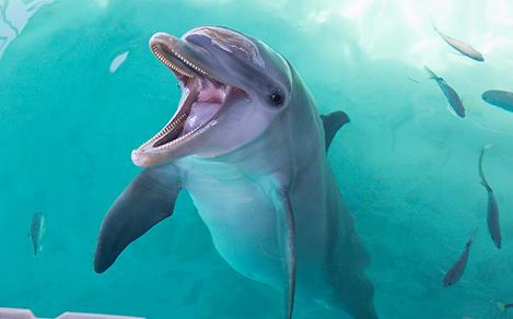 Dolphin Smiling for the Camera