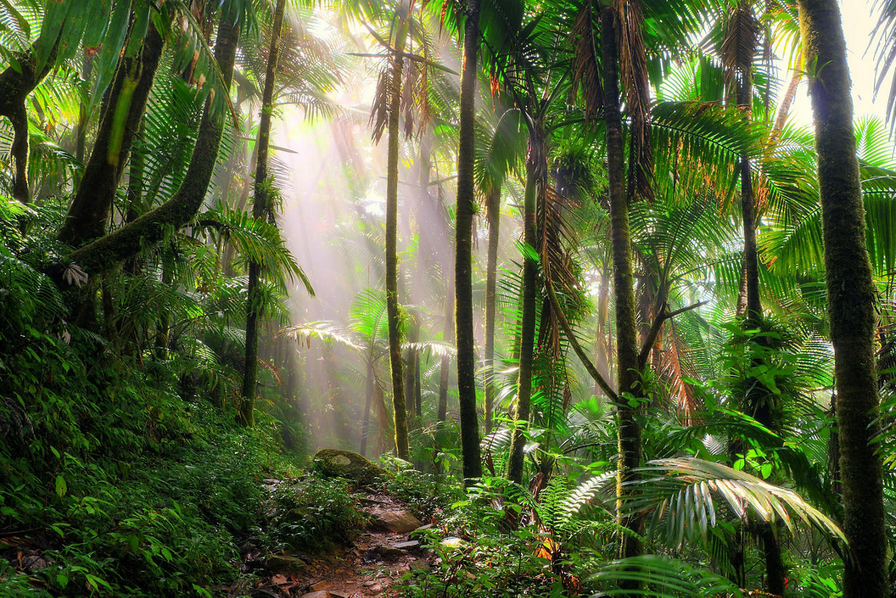 Puerto Rico, El Yunque Jungle Path 