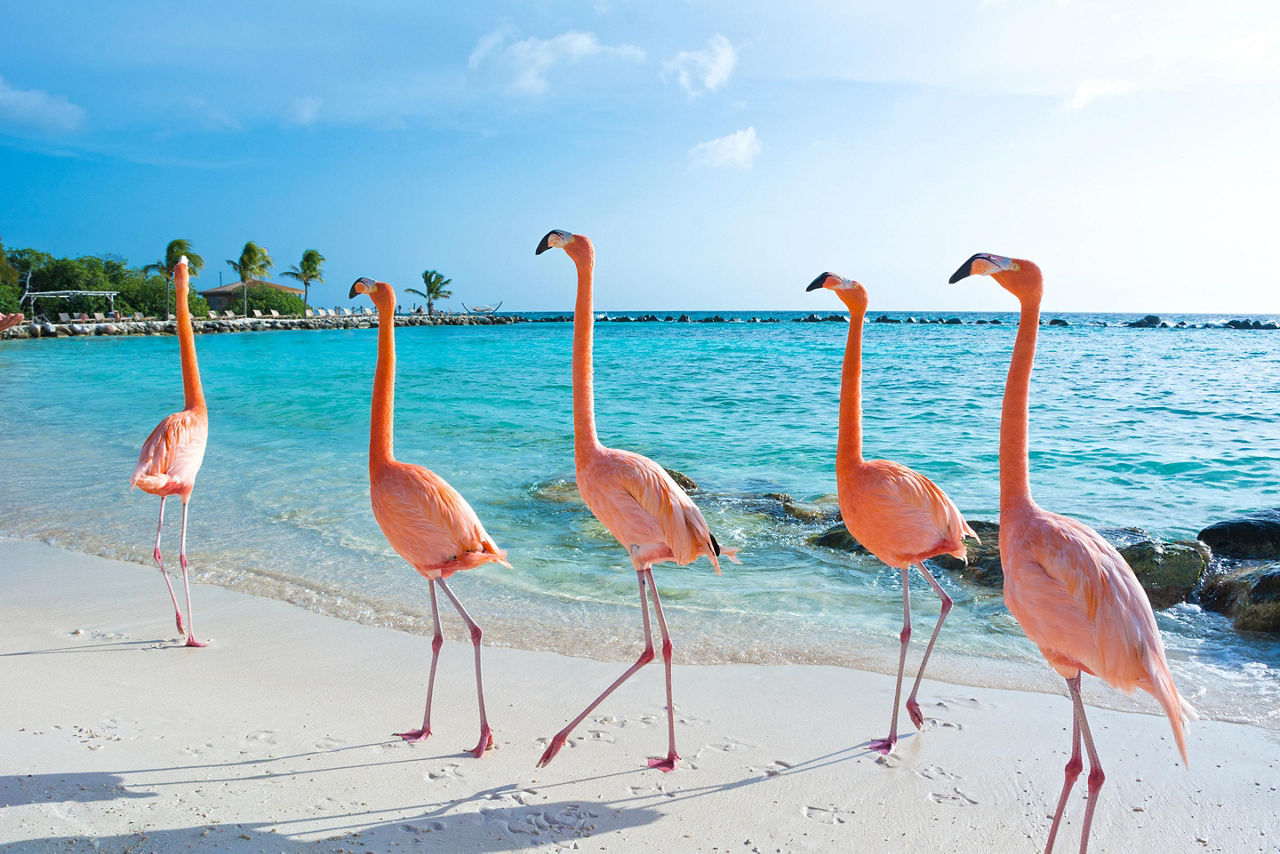 Aruba, Pink Flamingos