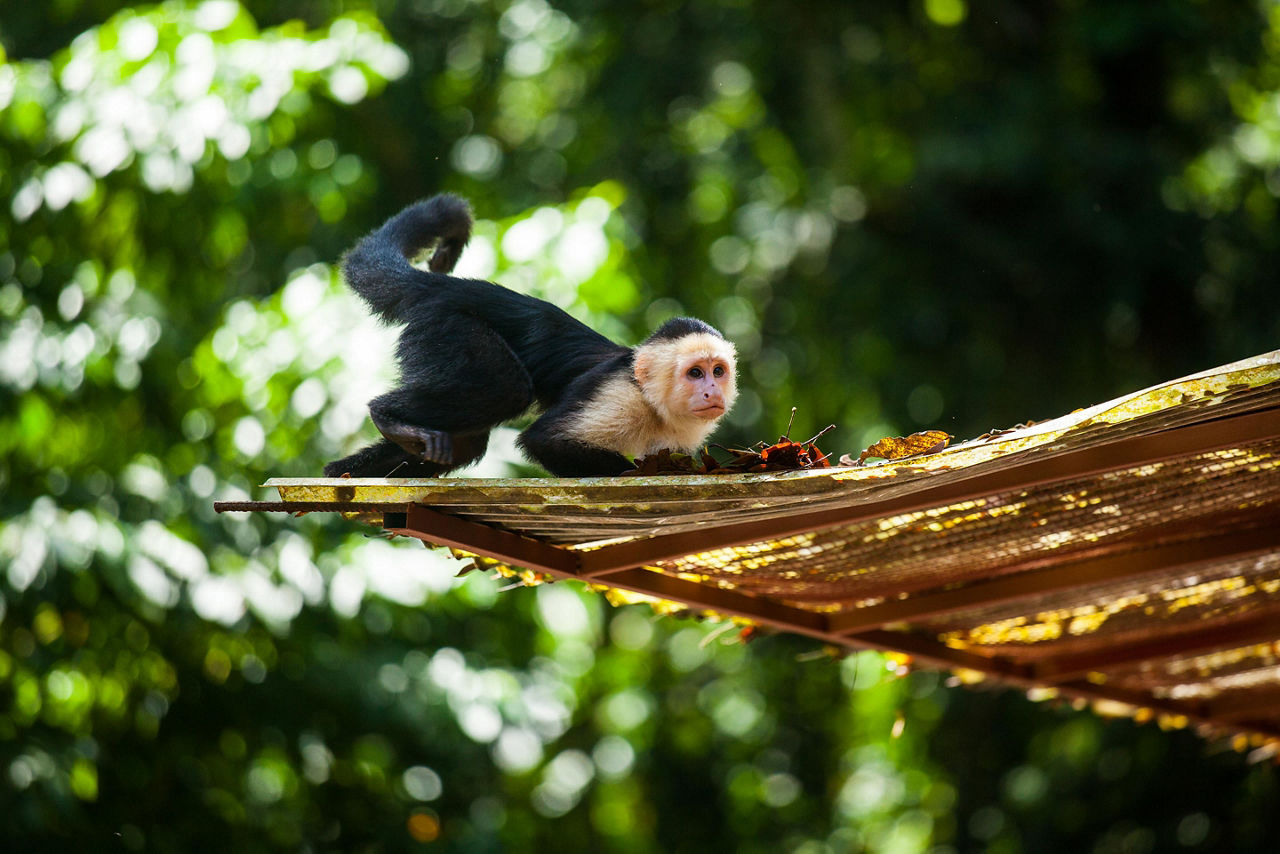 Costa Rica, White Face Capuchin Monkey