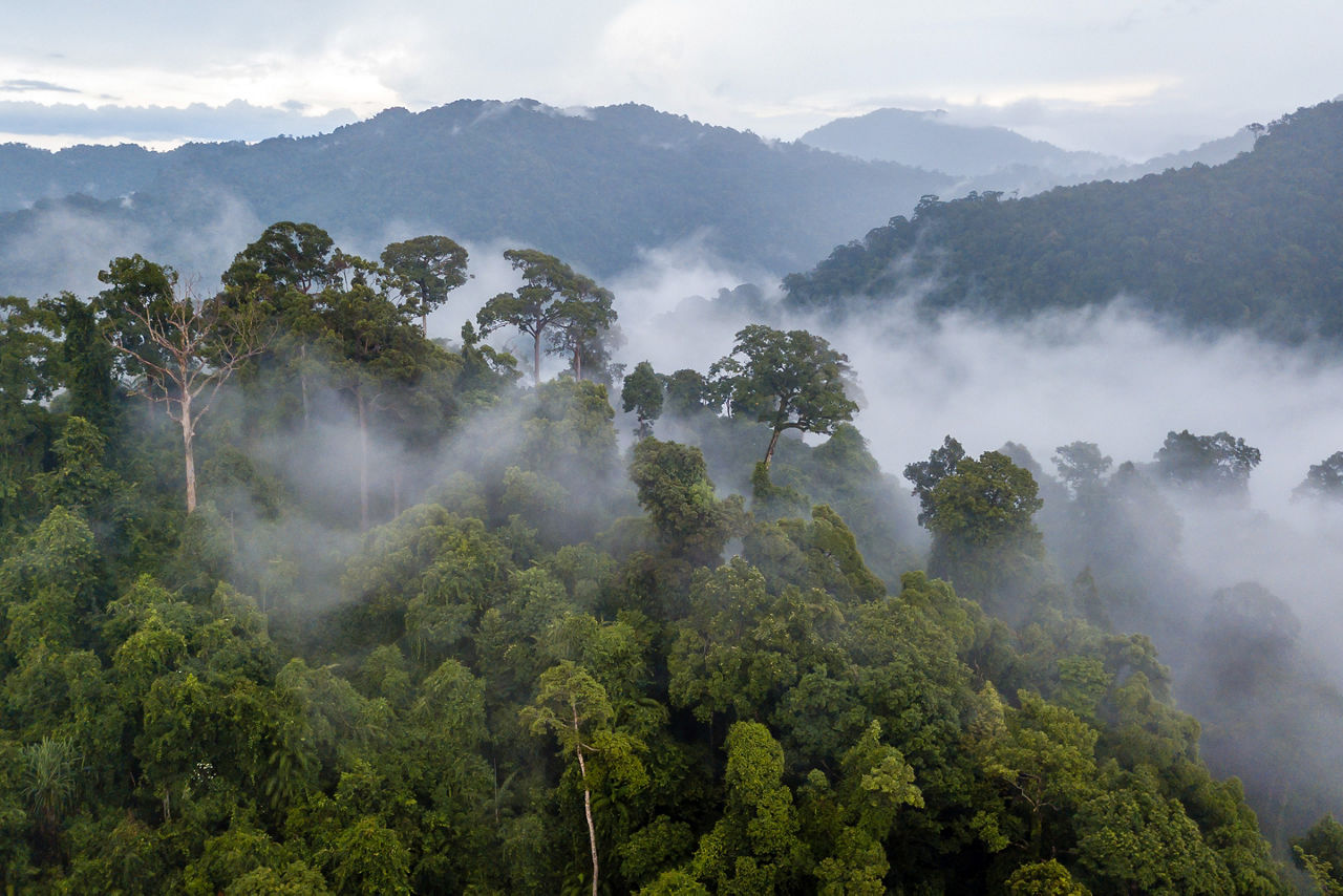 Aerial view of misted clouds and fog hanging over a lush tropical rainforest. Costa Rica