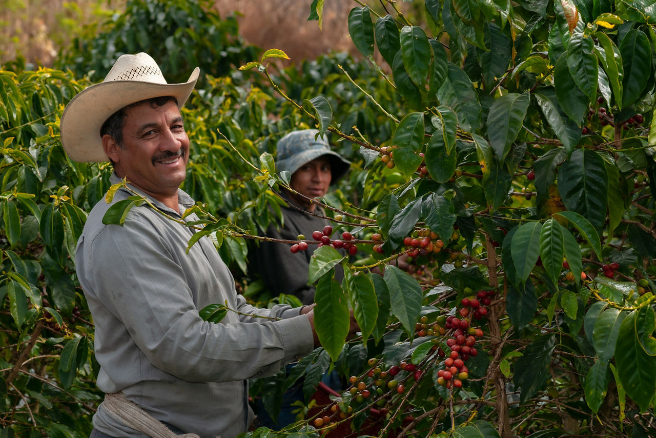 Farmers smiling as they collect coffee beans. Costa Rica.