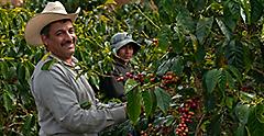 Farmers smiling as they collect coffee beans. Costa Rica.