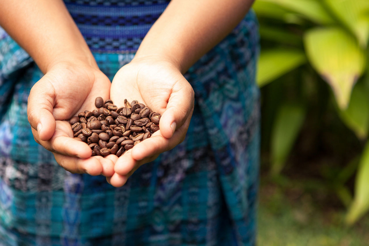 Handful of fresh organic coffee beans. Costa Rica.