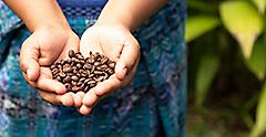 Handful of fresh organic coffee beans. Costa Rica.