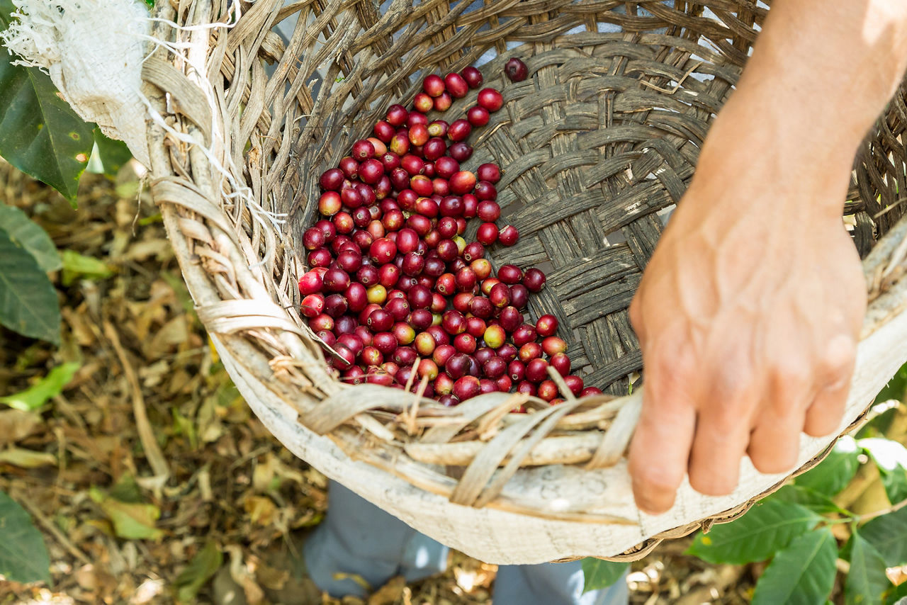 Red coffee cherries in a woven basket. Costa Rica.