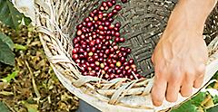 Red coffee cherries in a woven basket. Costa Rica.