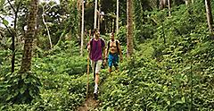 Roatan Honduras Rainforest Trail Hike