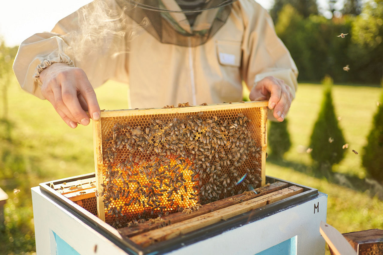 Beekeeper removing honeycomb from beehive, Plan Bee Farm Brewery. Northeast America.