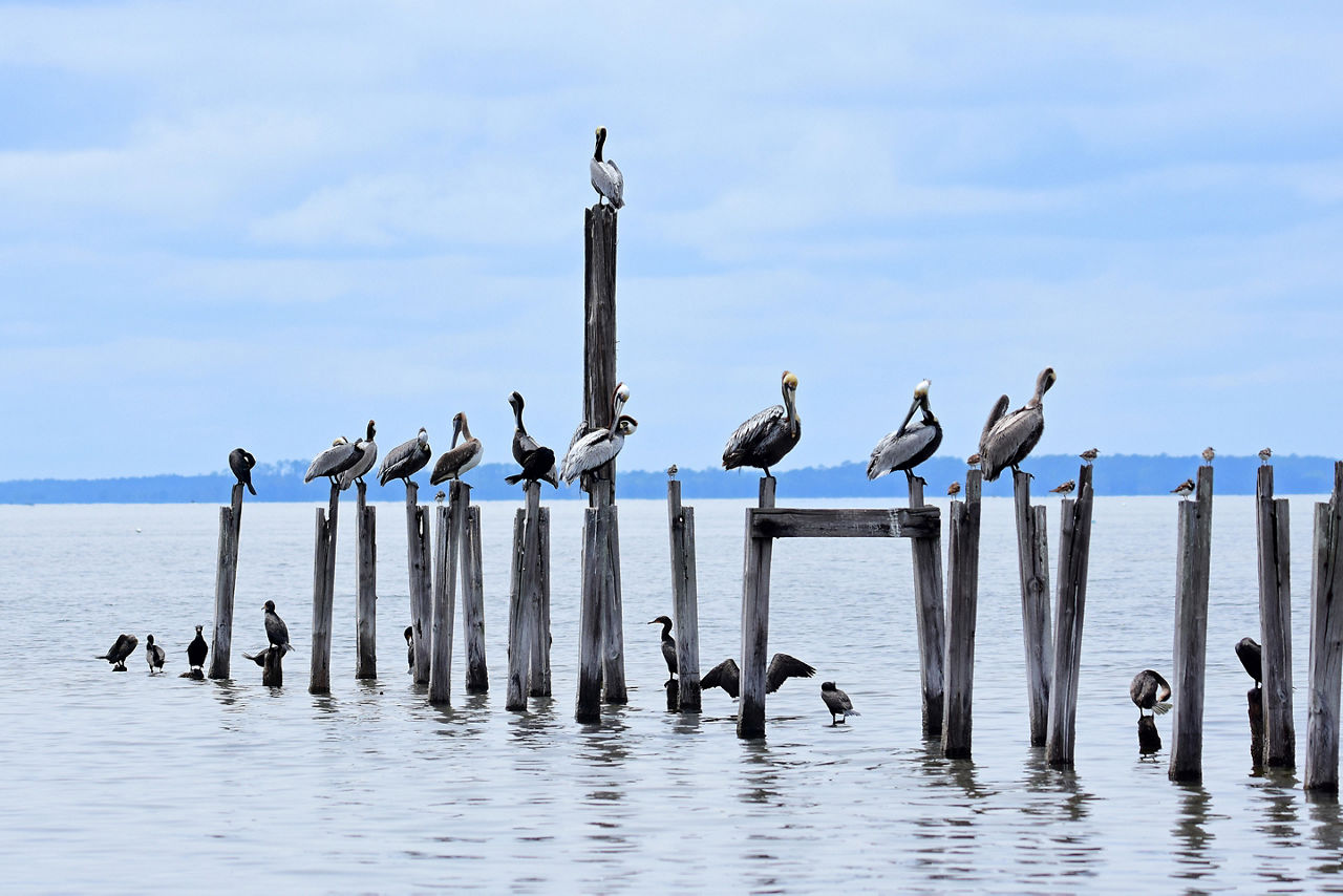 Spot brown pelicans in the Sunshine state.