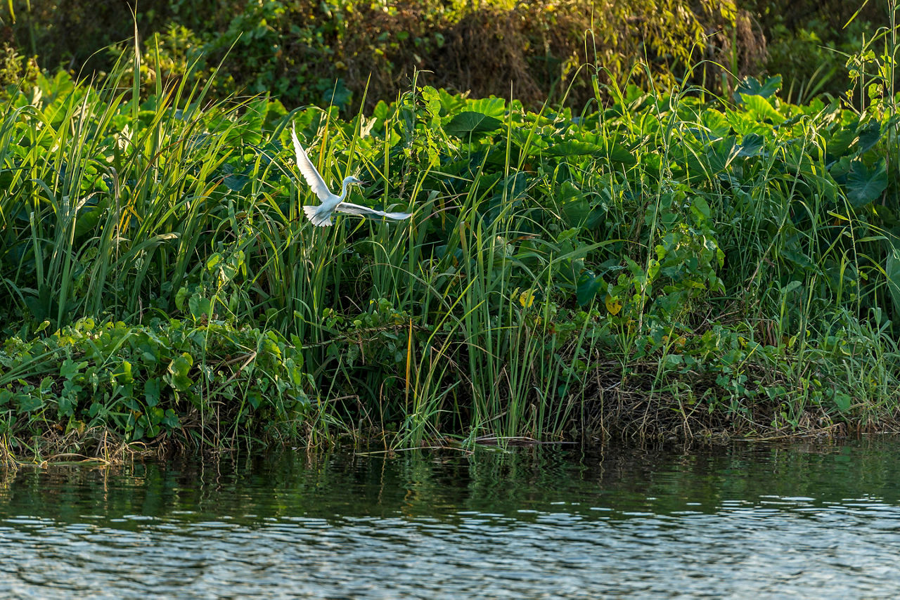 An egret soars over the boat ramp.