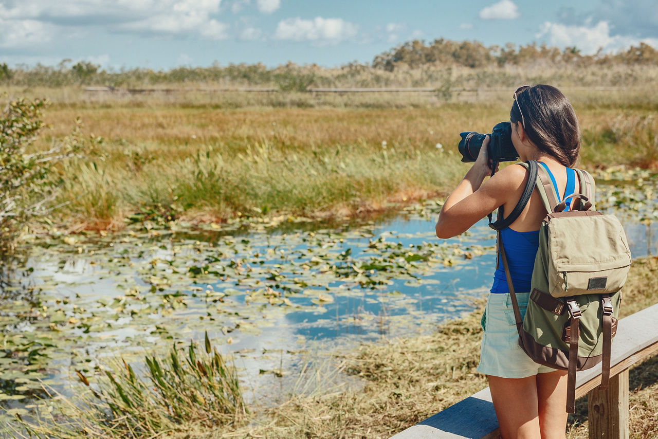 Florida wetlands walking tour woman tourist taking photo with camera of wildlife animal of the Everglades, Keys, USA.
