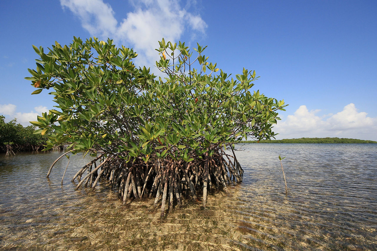 Key West Red Mangrove Trees and Turtle Grass