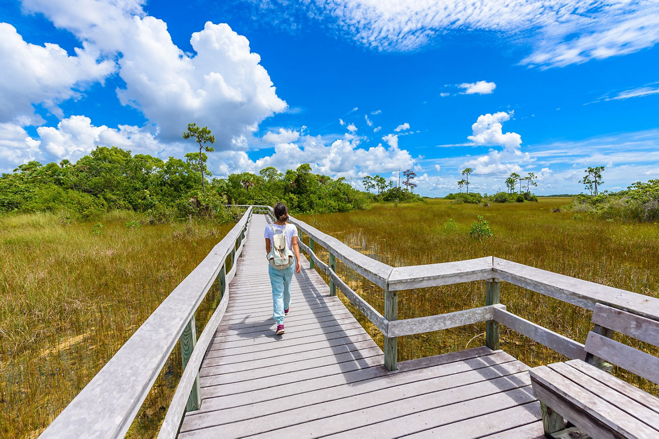 Mahogany Hammock Trail includes boardwalks built over the swamp.