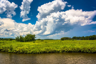 marsh area tomoka river tomoka state park florida