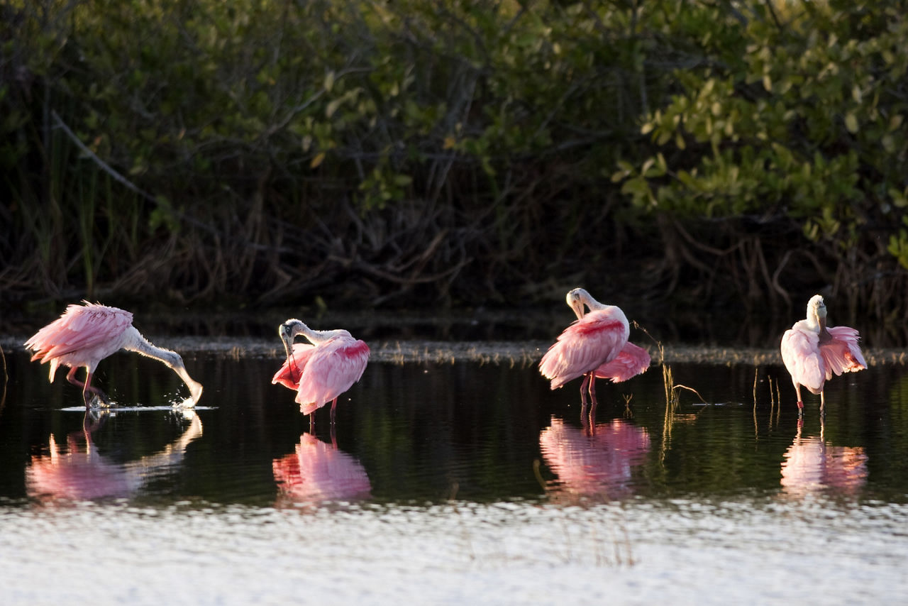 Roseate spoonbills are a striking sight.