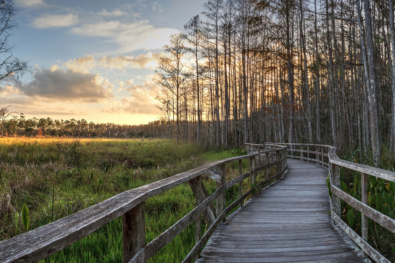 A boardwalk makes seeing the sanctuary a breeze.