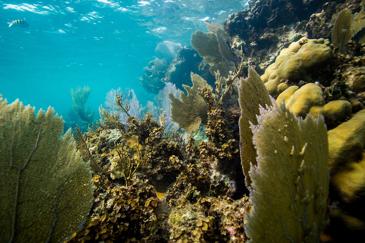 Caribbean Underwater Slant