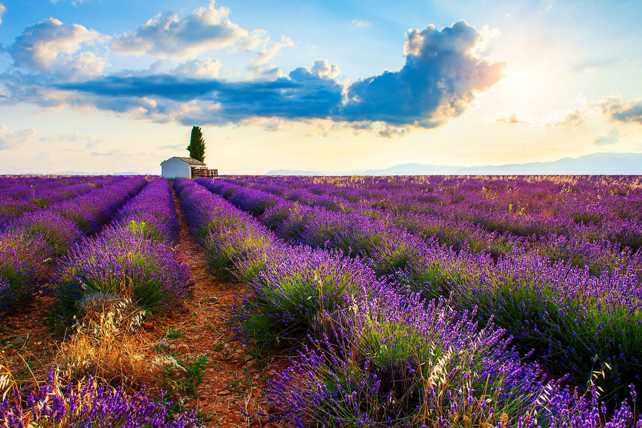France Provence Region Lavender Fields