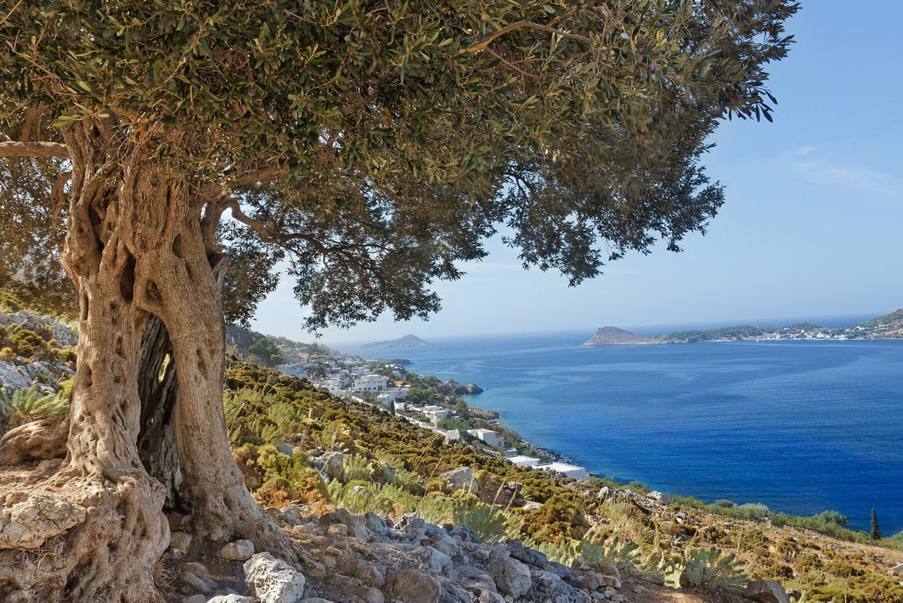 View of an ancient olive oil tree in Greek Kalymnos island, Mediterranean.