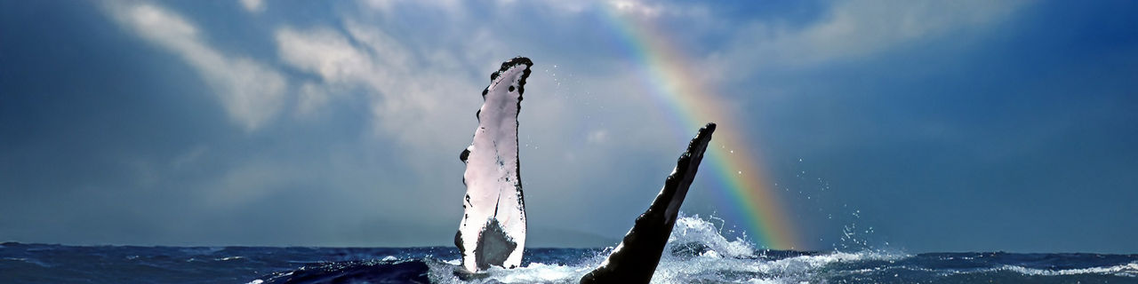 hawaii lahaina humpback whale rainbow 1920 480