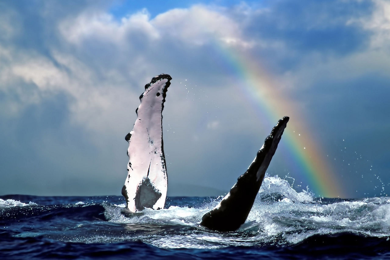 Hawaii Lahaina Humpback Whale Rainbow