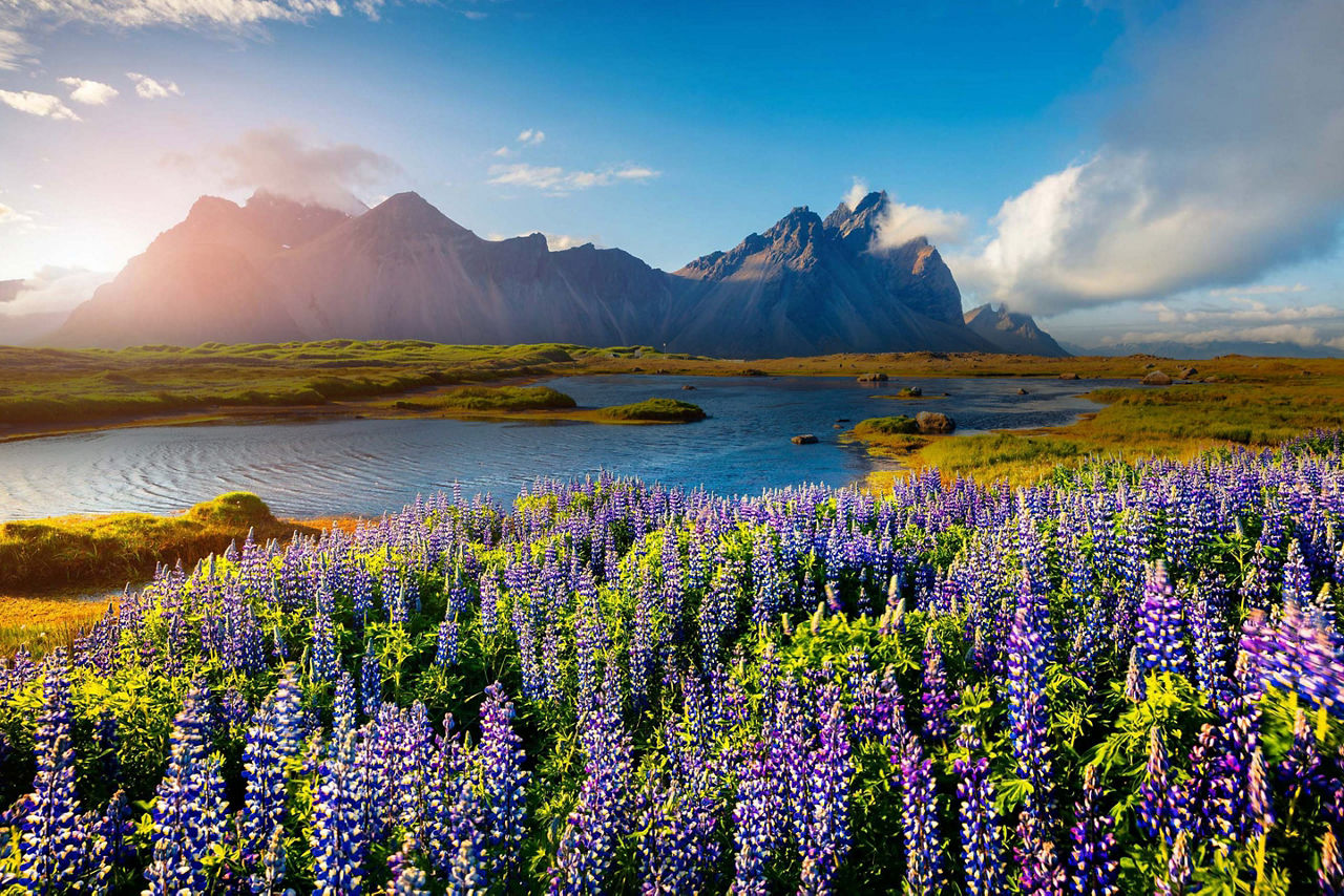 Stokksnes, Iceland Lupine Flowers by the River