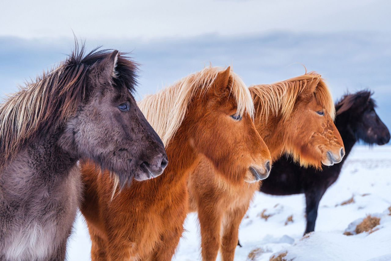 Icelandic wild horses roam the icy grounds of Westfjord.
