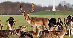 Ireland, Dublin Herd of Deers