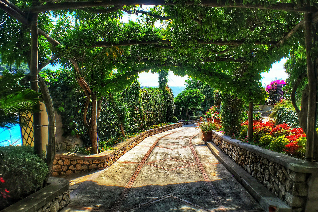 Italy Capri Grapevine