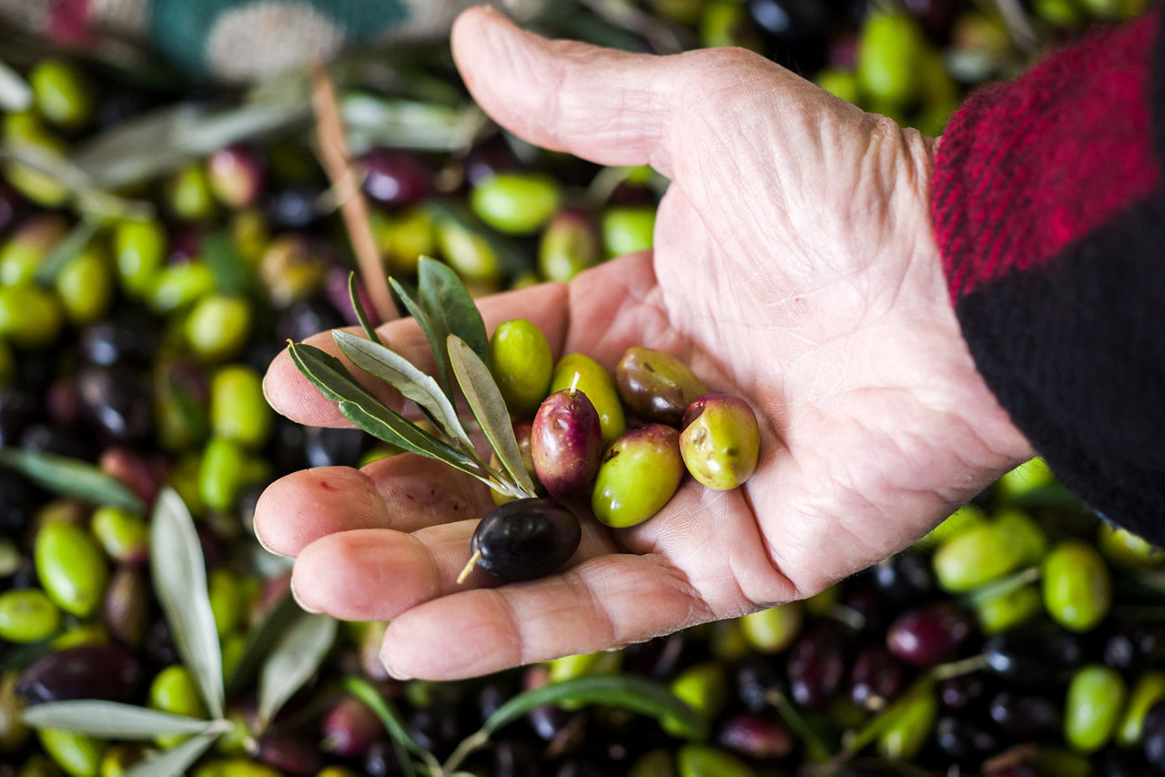 Person grabbing olives to make fresh olive oil in Bari, Italy