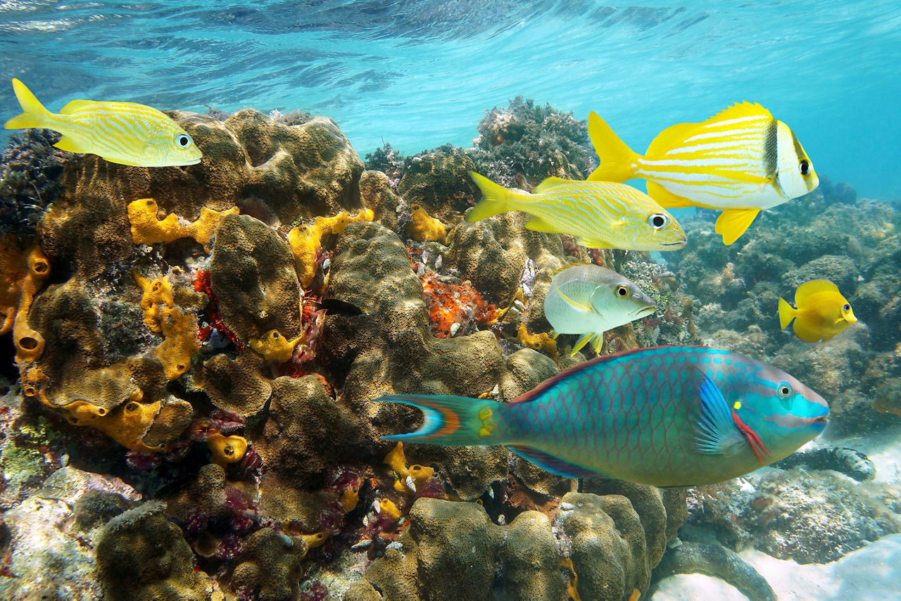 Booby Cay Jamaica Coral Reef Snorkeling