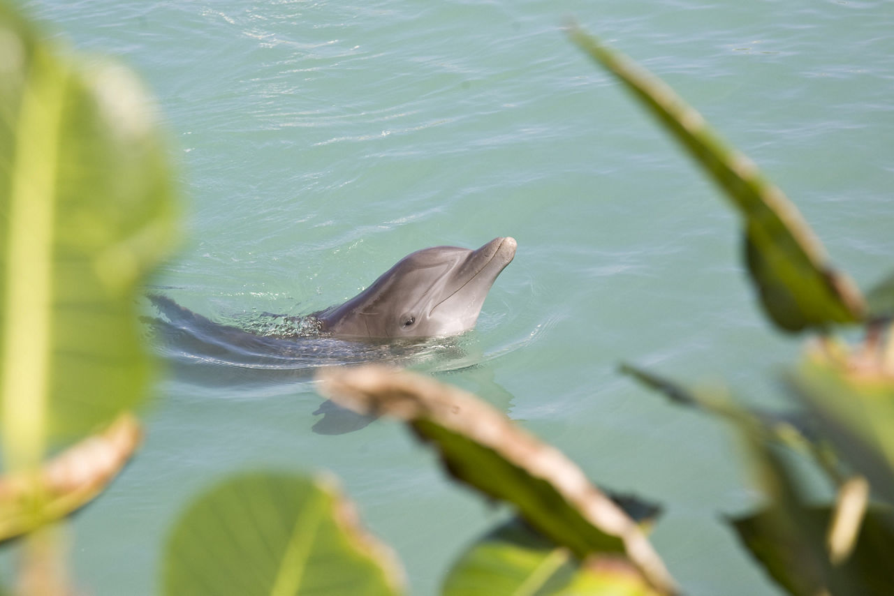 Dolphin swimming in the Caribbean. Jamaica