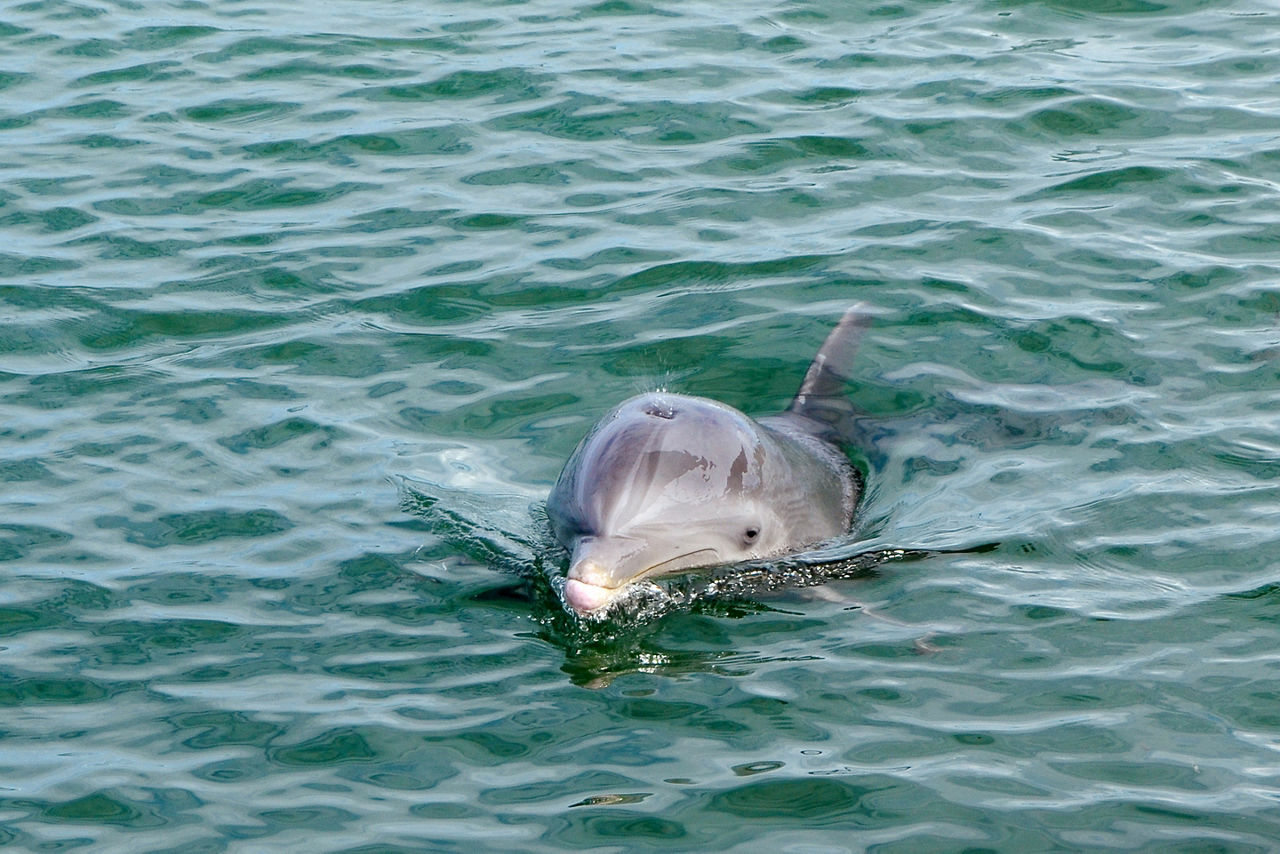 Dolphin swimming in the Caribbean. Jamaica