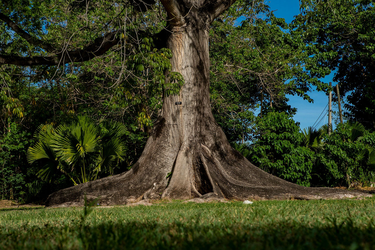 Hope Gardens and the trunk of a large tree, Jamaica.