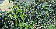 Jamaica Blue Mountain Cocoa Plantation