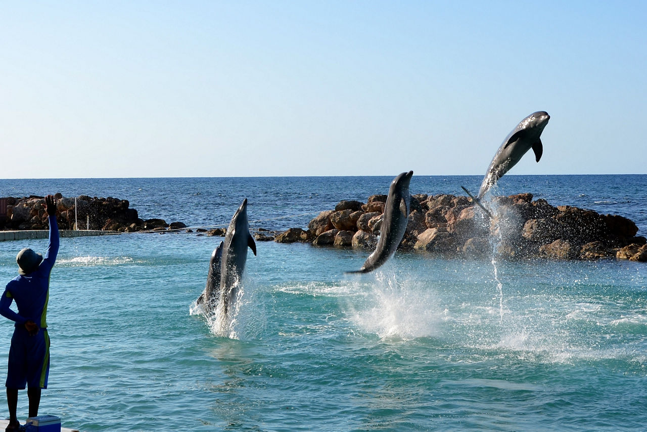 Person training dolphins to jump out of the water. Jamaica