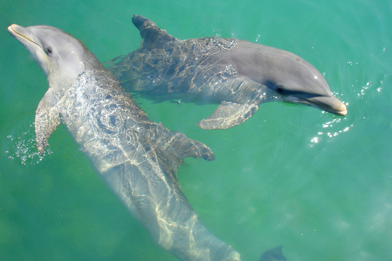 Two dolphins swimming in the Caribbean. Jamaica