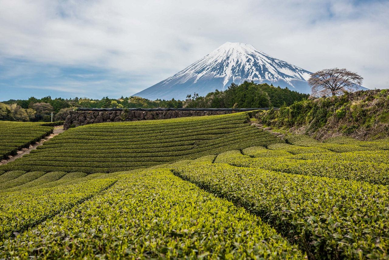 Japan, Mount Fuji and Green Tea Fields